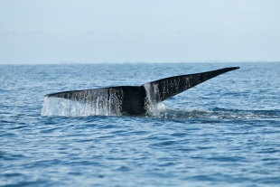 Состоялась первая "беседа" людей с китом